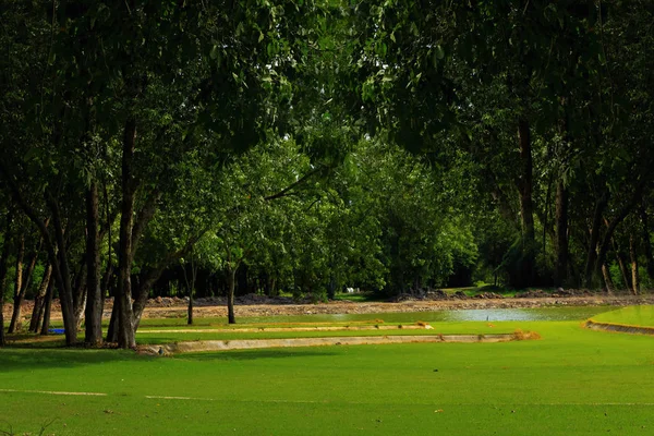 Grote Groene Boom Het Park — Stockfoto