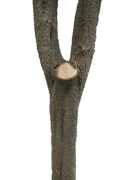 Tronco Uma Árvore Fundo Branco — Fotografia de Stock