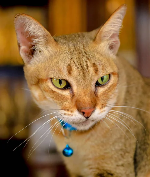 Primer Plano Cara Del Gato — Foto de Stock