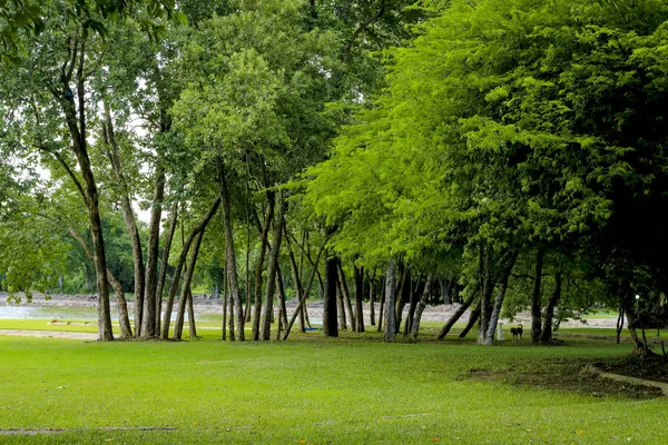Árvore Verde Grande Parque — Fotografia de Stock
