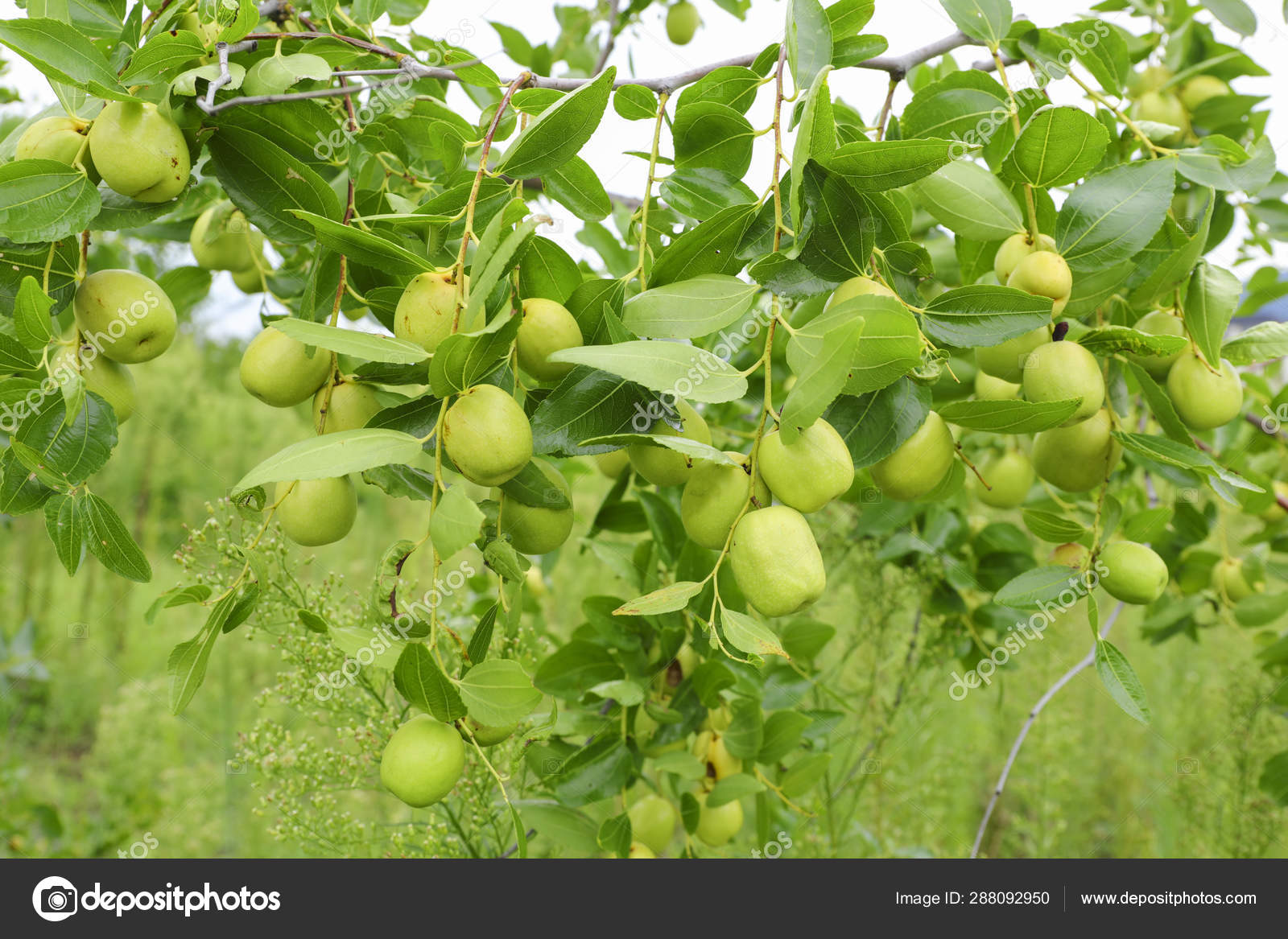 Green Jujube Fruit On The Jujube Tree In The Garden South Korea Stock Photo By C Nitimongkolchai