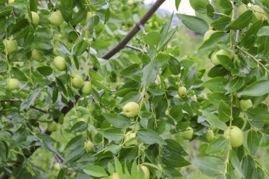 bahçede hünnap ağacında yeşil hünnap meyve, Güney Kore
