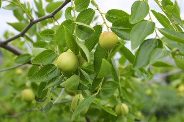 bahçede hünnap ağacında yeşil hünnap meyve, Güney Kore