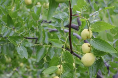 bahçede hünnap ağacında yeşil hünnap meyve, Güney Kore