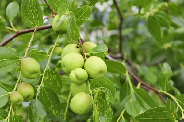 green jujube fruit on the jujube tree in the garden, South Korea