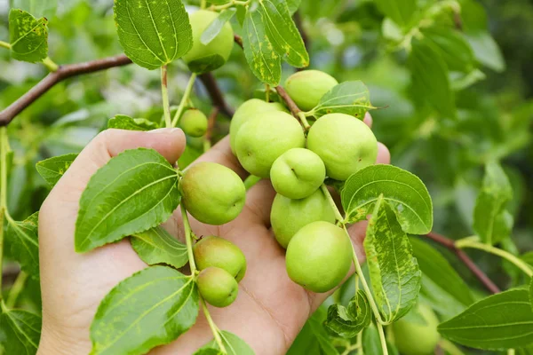 green jujube fruit on the jujube tree in the garden, South Korea