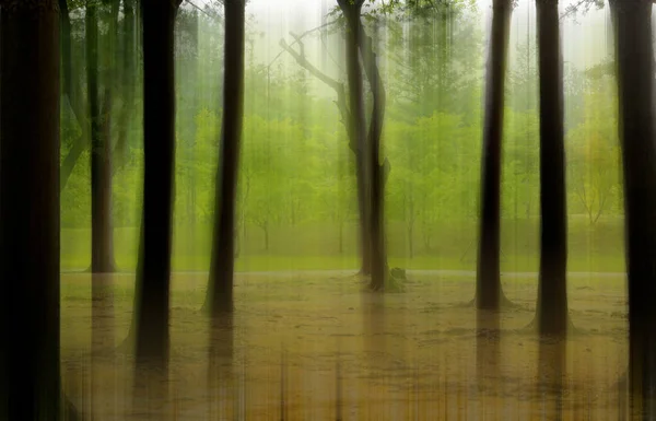 Wald Mit Surrealem Bewegungsunschärfeeffekt Für Verschwommenen Abstrakten Hintergrund — Stockfoto