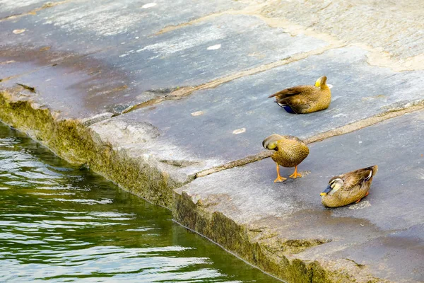 Teal: um pequeno pato de água doce no chão de concreto — Fotografia de Stock