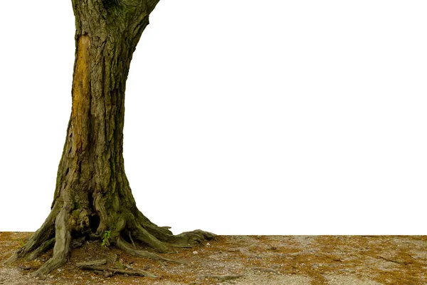 beyaz arka plan üzerinde izole ağaç. Bu kırpma yolu vardı