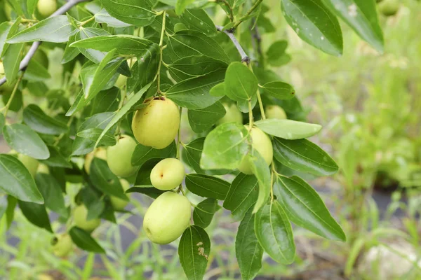 bahçede hünnap ağacında yeşil hünnap meyve, Güney Kore