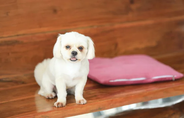 Lonely dog waiting for owner to come home