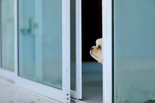 Nahaufnahme Des Schönen Kleinen Maltipoo Hundes Der Aus Dem Fenster — Stockfoto