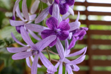 Petrea volubilis L. mor tropikal çiçek yakın.