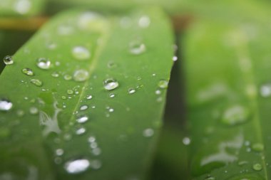 Yağmurdan sonra yapraklarda su damlacıkları