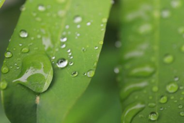 Yağmurdan sonra yapraklarda su damlacıkları