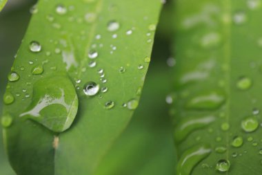 Yağmurdan sonra yapraklarda su damlacıkları