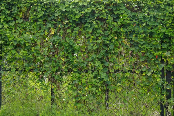 Clôture verte des feuilles pour le fond — Photo