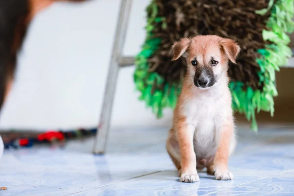 Solo perro sentado en el suelo de hormigón — Foto de Stock