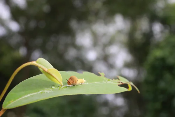 葉の茶色の毛虫、蛾の毛虫は葉を食べる。ワーム o — ストック写真