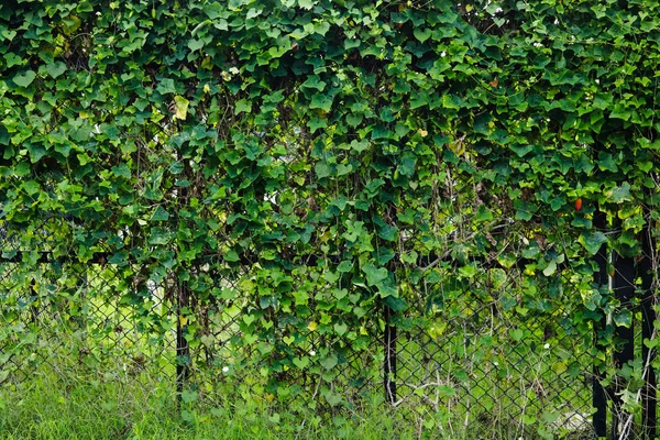 Grønn gjerde på blader til bakgrunn – stockfoto
