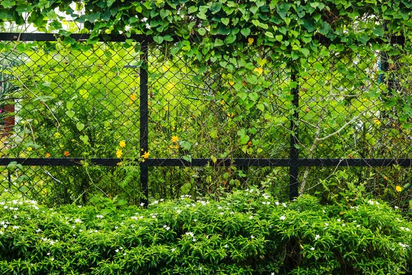 Clôture verte des feuilles pour le fond — Photo