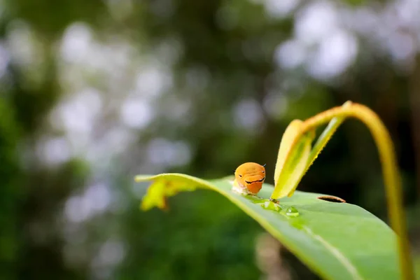 Yaprak üzerinde kahverengi tırtıl , Güve Caterpillar yaprak yeme. solucan o — Stok fotoğraf