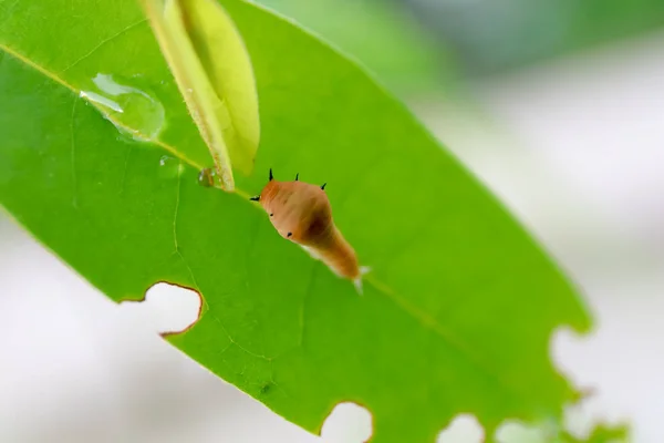 Lagarta marrom na folha, lagarta da traça comendo folha. verme o — Fotografia de Stock