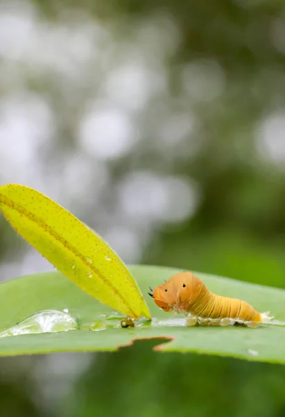 Коричнева гусениця на листі, мати Гусениця їсть лист. черв'як о — стокове фото