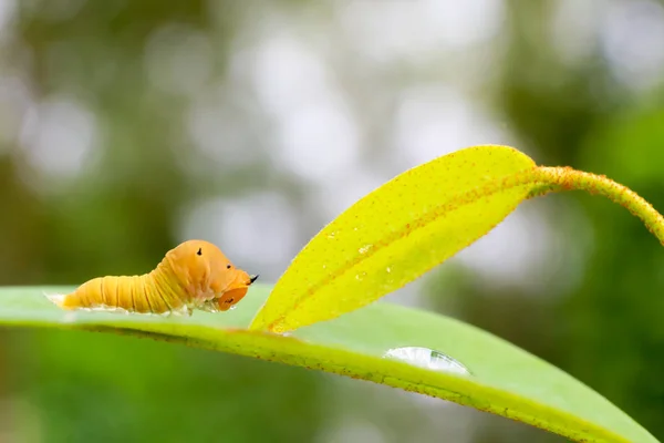 Oruga marrón en la hoja, oruga polilla comer hoja. gusano o — Foto de Stock