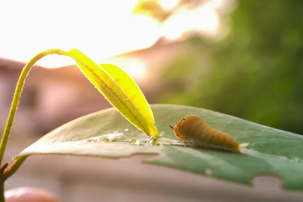 Oruga marrón en la hoja, oruga polilla comer hoja. gusano o — Foto de Stock