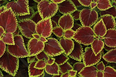 Solenostemon scutellarioides L. Kırmızı ve yeşil colo yaprakları