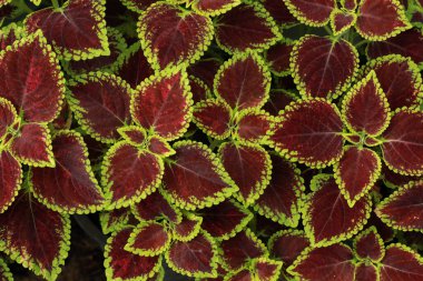 Solenostemon scutellarioides L. Kırmızı ve yeşil colo yaprakları