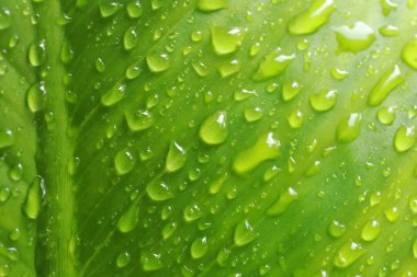 Yeşil yaprakların üzerine su damlacıkları.