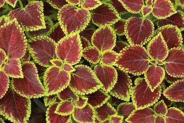 Solenostemon scutellarioides L. Kırmızı ve yeşil colo yaprakları