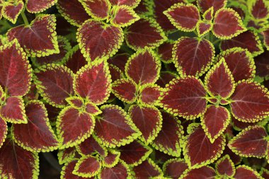 Solenostemon scutellarioides L. Kırmızı ve yeşil colo yaprakları