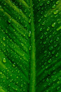 Water droplets on the green leaves after raining for natural bac clipart