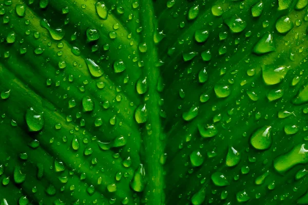 Gotas de água nas folhas verdes depois de chover para bac natural — Fotografia de Stock