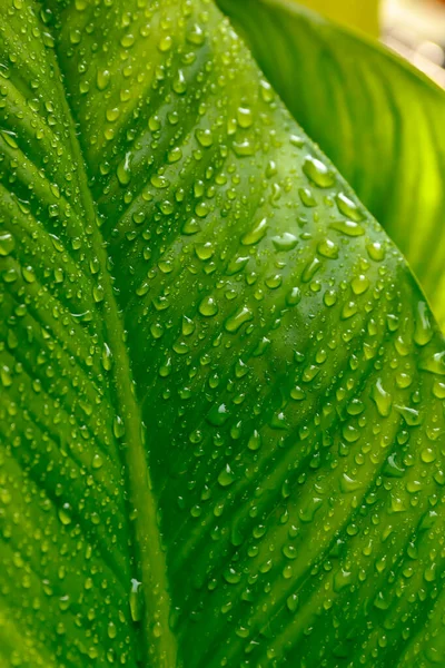 Капли воды на зеленые листья после дождя для естественного течения — стоковое фото