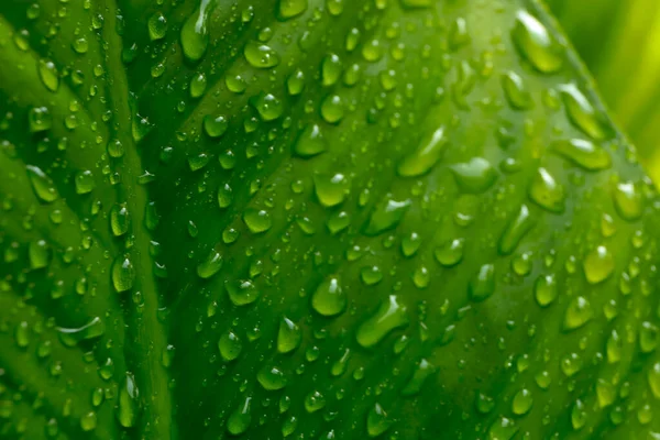 Tetesan air pada daun hijau setelah hujan untuk bac alami — Stok Foto