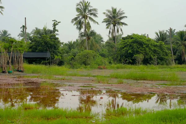 flooded area with grass and tropical trees