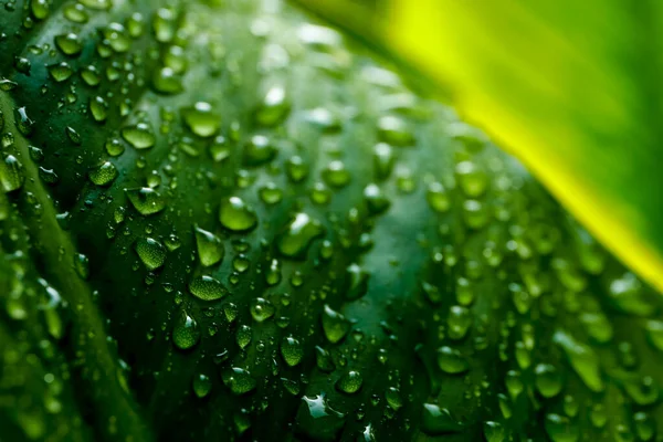 Gocce d'acqua sulle foglie verdi dopo aver piovuto per bac naturale — Foto Stock