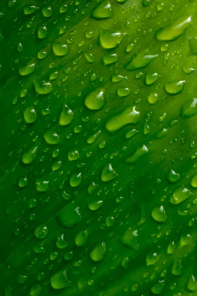 Kapky vody na zelené listy po dešti pro přírodní bac — Stock fotografie