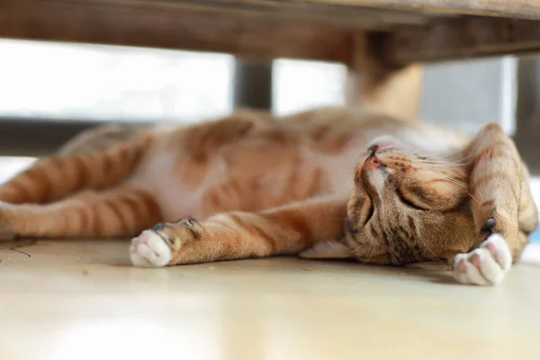 Cute Ginger Cat Lying Floor — Stock Photo, Image
