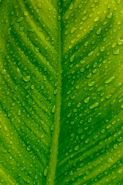 Waterdruppels op de groene bladeren na regen voor natuurlijke bac — Stockfoto