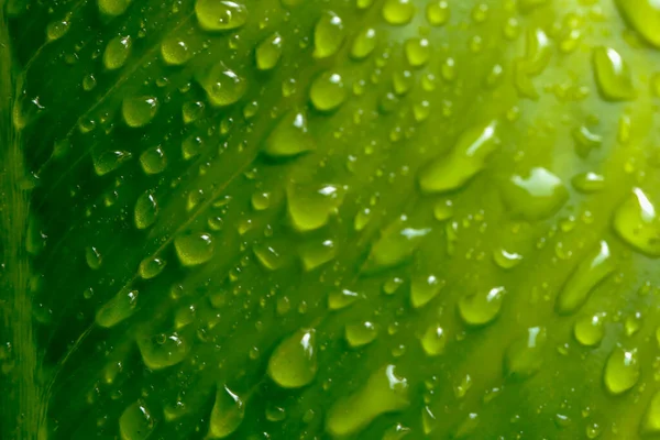 Kapky vody na zelené listy po dešti pro přírodní bac — Stock fotografie