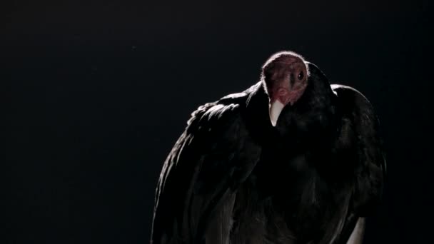 Vulture Black Backdrop Moves Head Looks Vulture Black Backdrop Moves — Stock Video