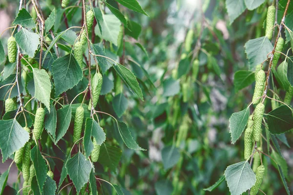 茂密的绿桦树枝条闭合在一起 — 图库照片#