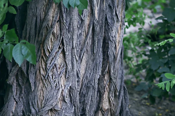 Old Tree Bark Close — стоковое фото
