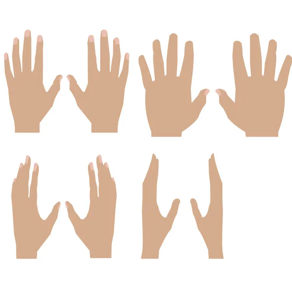 Vectorillustratie Van Menselijke Handen Verschillende Posities — Stockvector