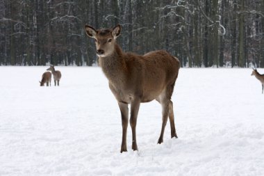 Kızıl Geyik soğuk bir kış gününde karın içinde dikiliyor ve etrafını gözlemliyor.